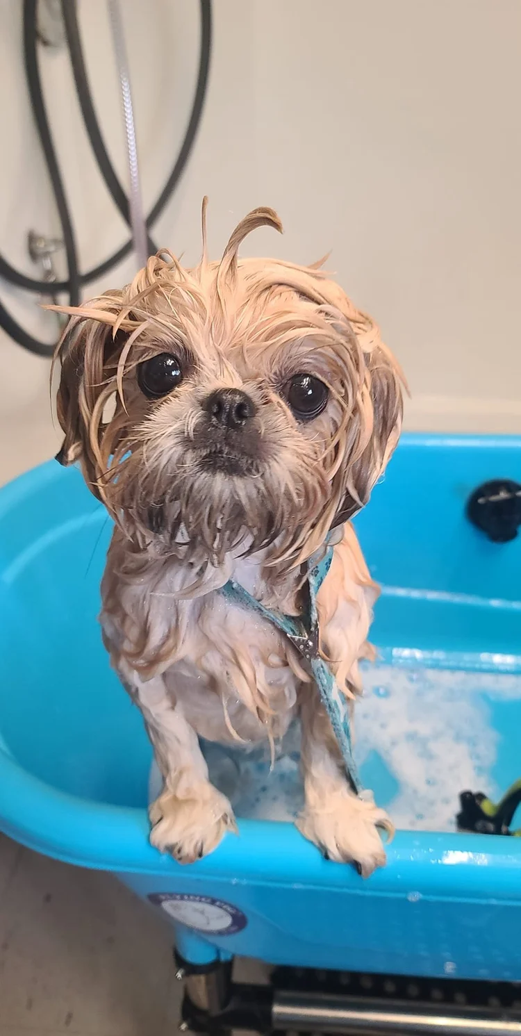 Shih tzu getting a bath