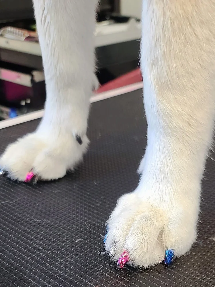Dog paws with pink, blue and silver glitter nail polish