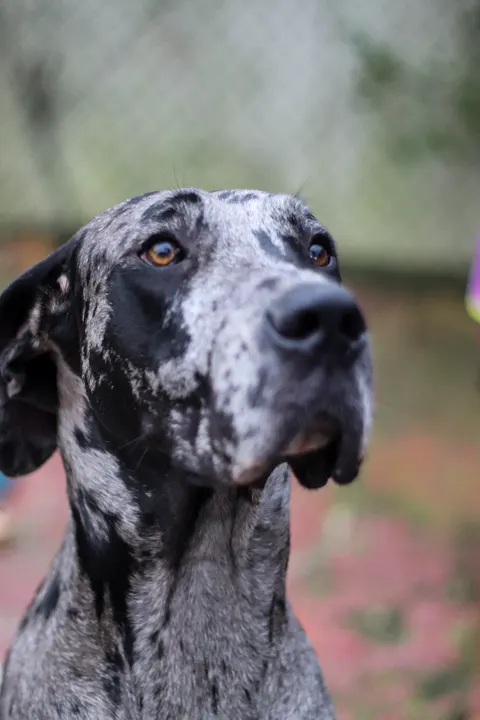 A merle Great Dane in front of pink flowers