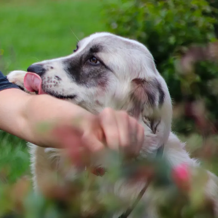 A dog licking someone's arm through the flowers