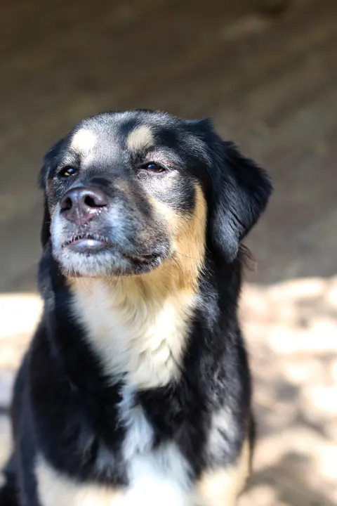 A black and tan dog with its eyes half closed in the sun