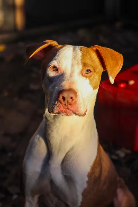 A pit bull lit by low golden sun