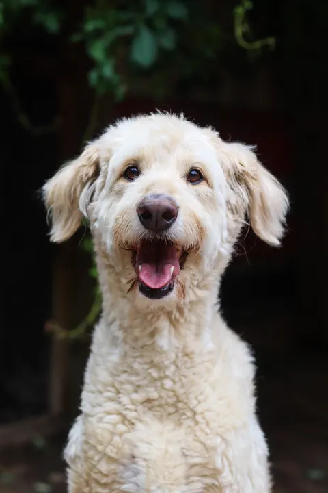 A fluffy cream doodle smiling against a dark background