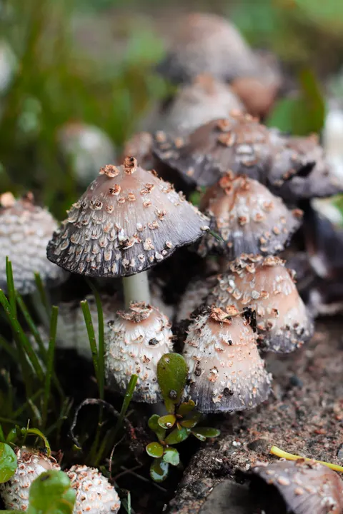 A cluster of mushrooms in the grass