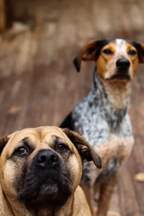 A boxer mix in front, a hound behind