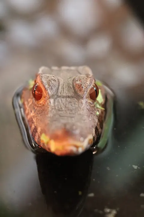 A baby alligator's head just above the water
