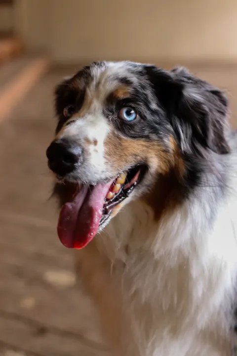 An Australian shepherd with one blue eye, tongue out