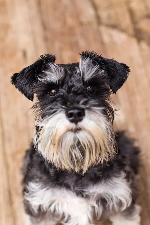 A schnauzer sitting on a wooden floor