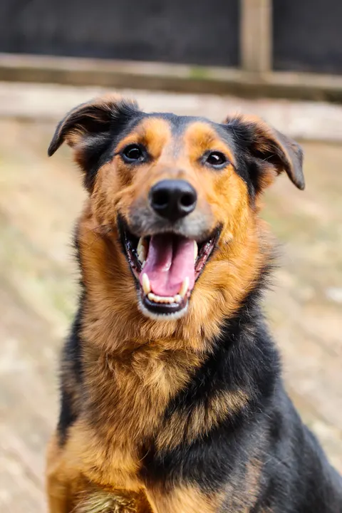A shepherd mix grinning on a deck