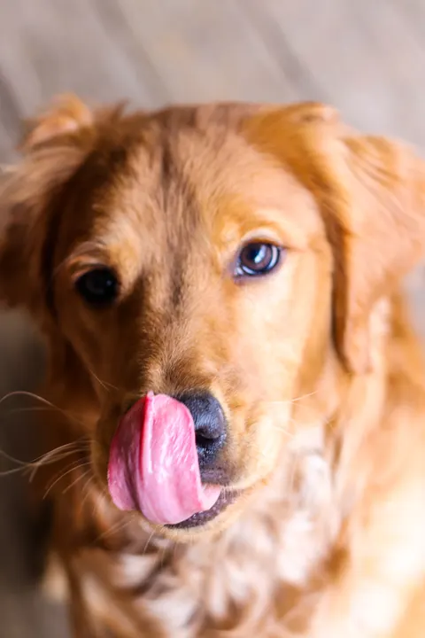 A golden retriever licking its nose