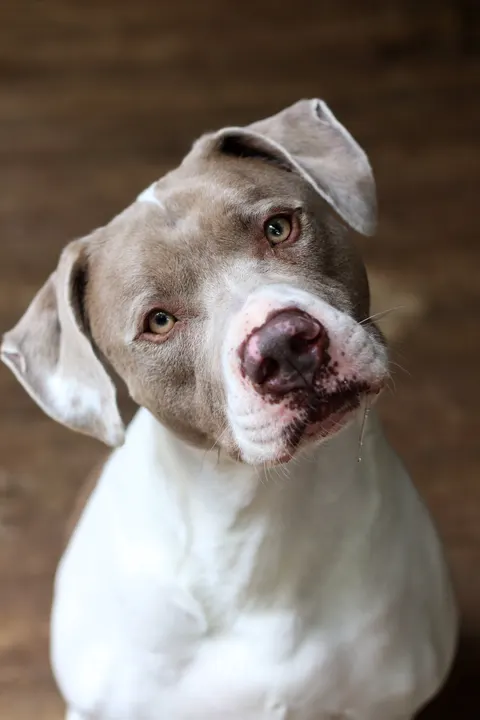A grey and white pit bull tilting its head