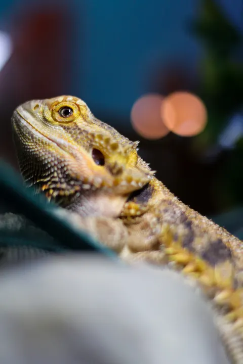 A bearded dragon on a branch with soft lights behind it