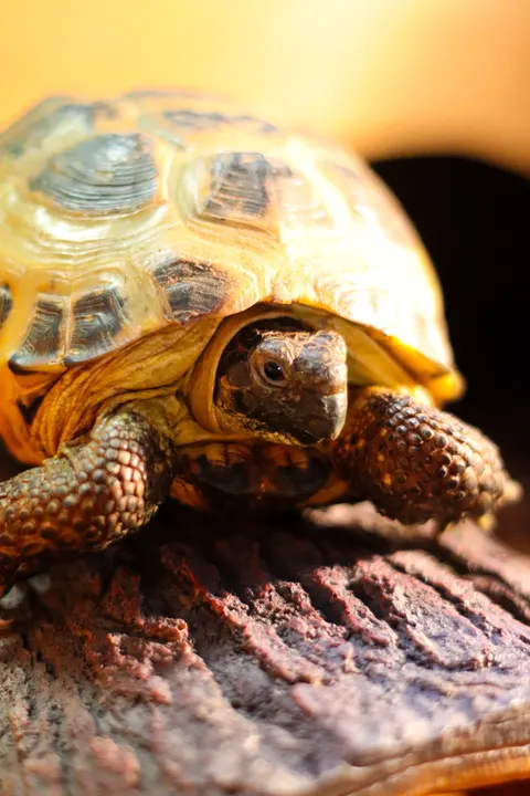 A tortoise lit warm gold, climbing a rock
