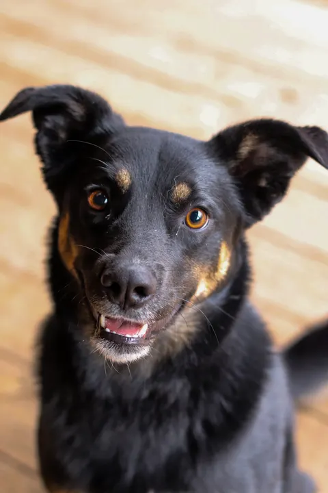 A black and tan dog smiling on a deck