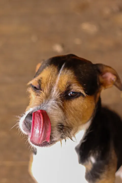 A terrier mix licking its nose