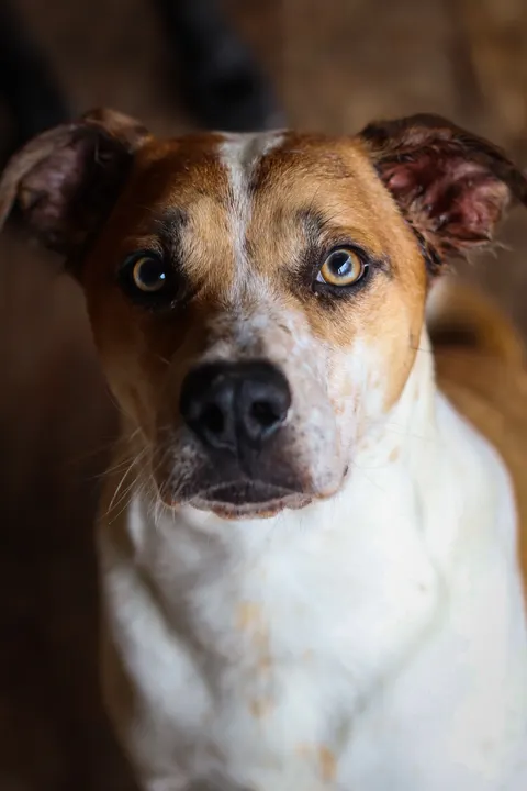 A white and brown dog with amber eyes