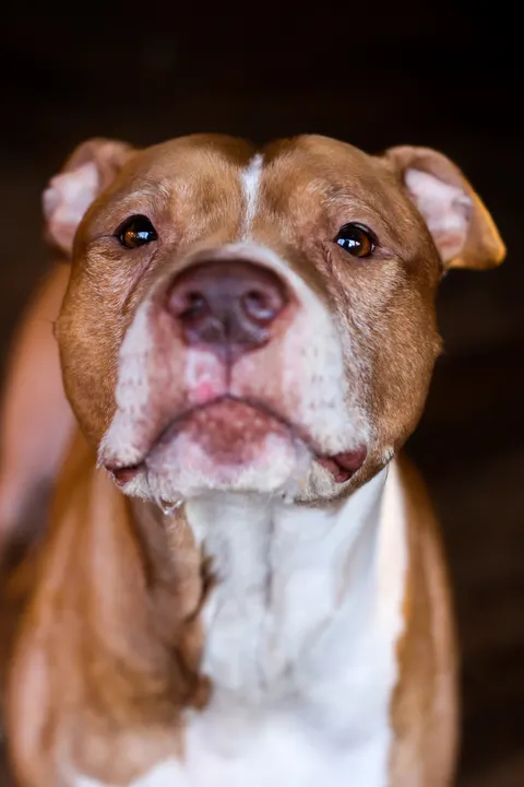 A red pit bull looking down at the camera