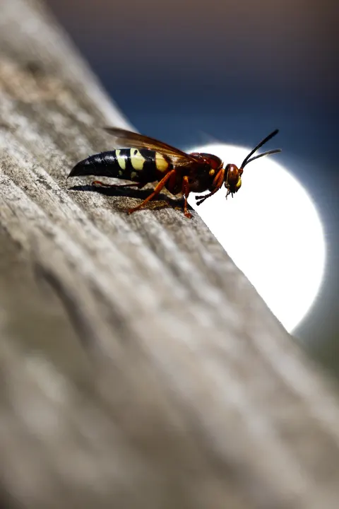 A wasp on a weathered fence rail against a bright white circle