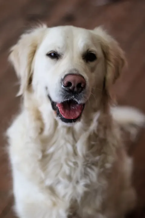 A cream golden retriever smiling