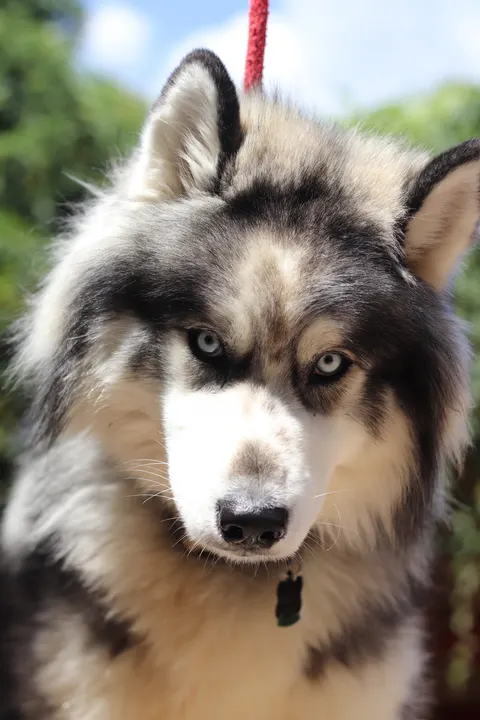 A husky with ice-blue eyes
