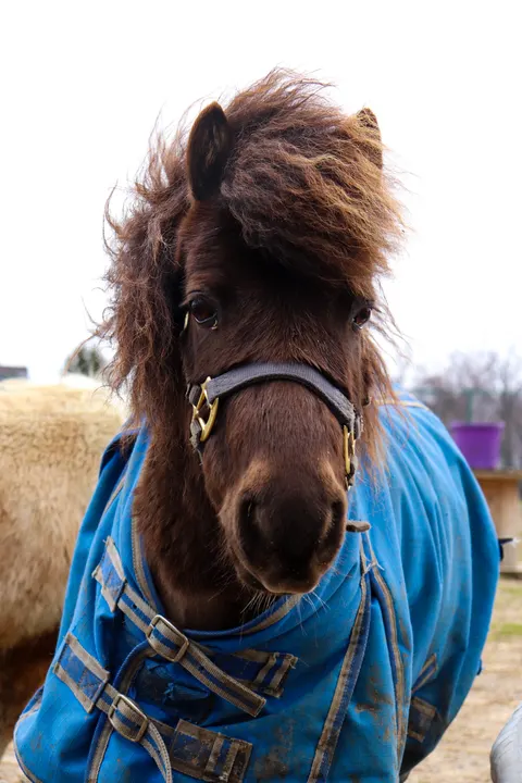 A shaggy brown pony in a blue blanket