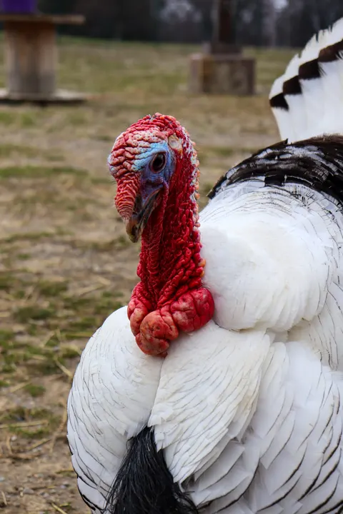 A turkey with its tail fanned