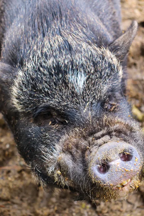 A pot-bellied pig close up, nose first