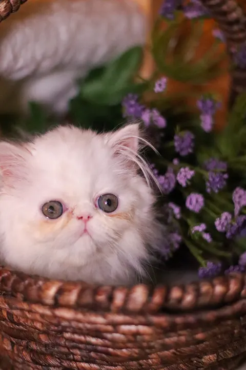 A white Persian kitten in a wicker basket with lavender