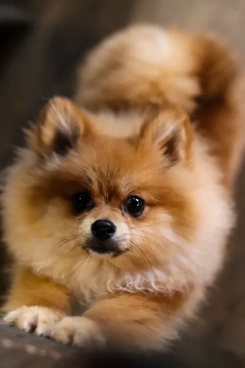 A Pomeranian crouched, ready to play