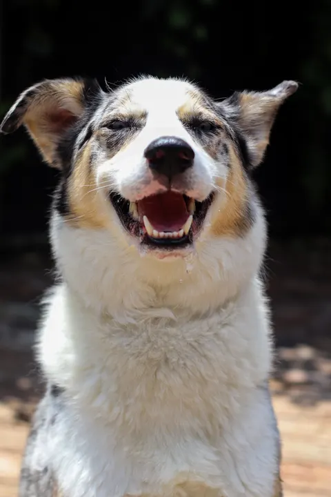 A grinning merle dog, eyes squeezed shut with joy
