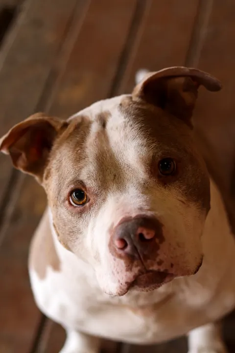 A red-nosed pit bull looking up from a wooden floor