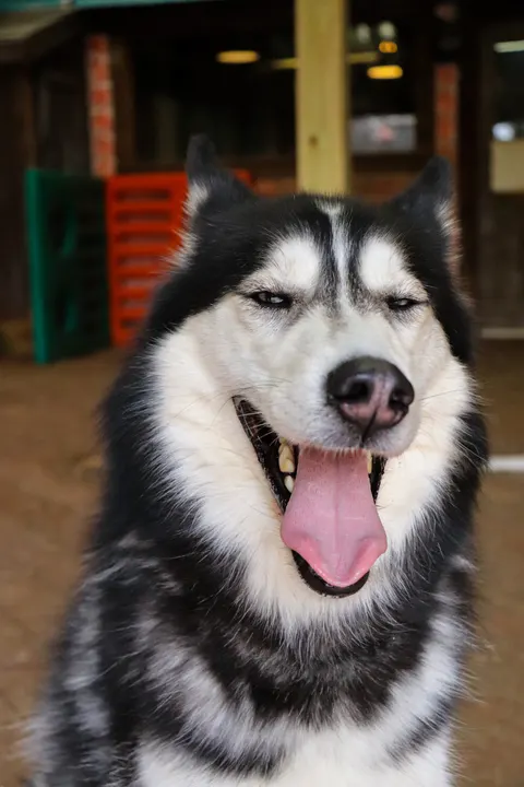 A husky grinning with its tongue out