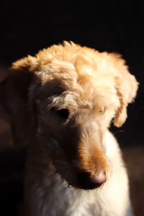 A curly golden doodle with its head bowed, lit from the side