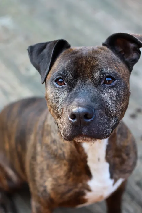 A brindle pit bull on a deck