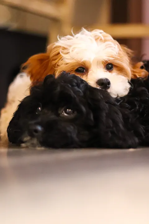 A cream puppy resting its chin on a black poodle