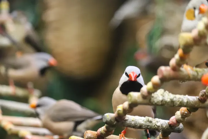 Zebra finches perched on a beaded bird toy