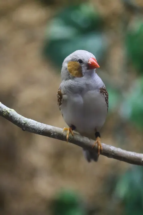 A finch on a branch