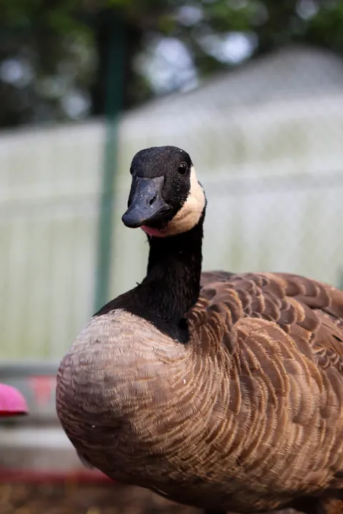 A Canada goose