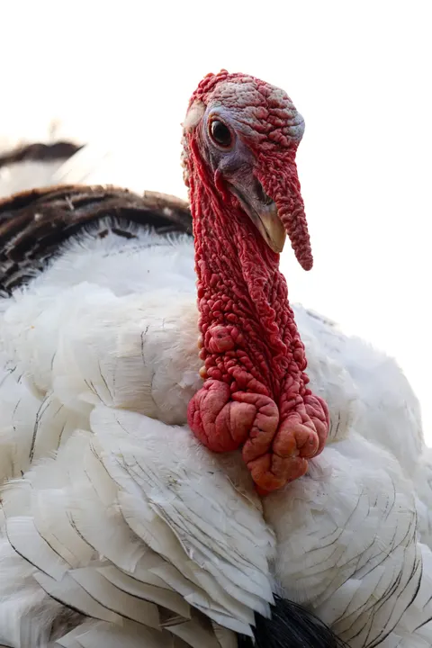 A white turkey's red wattle, close up