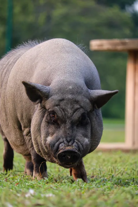 A pot-bellied pig grazing