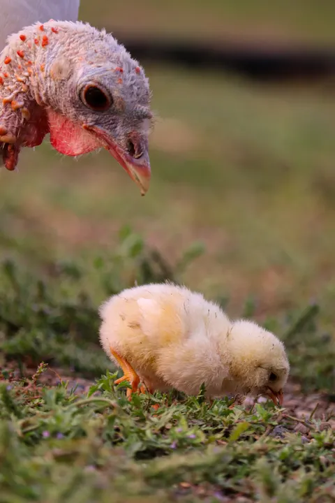 A turkey watching over a chick in the grass