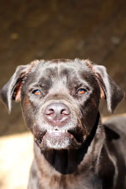 A chocolate Lab mix squinting in the sun