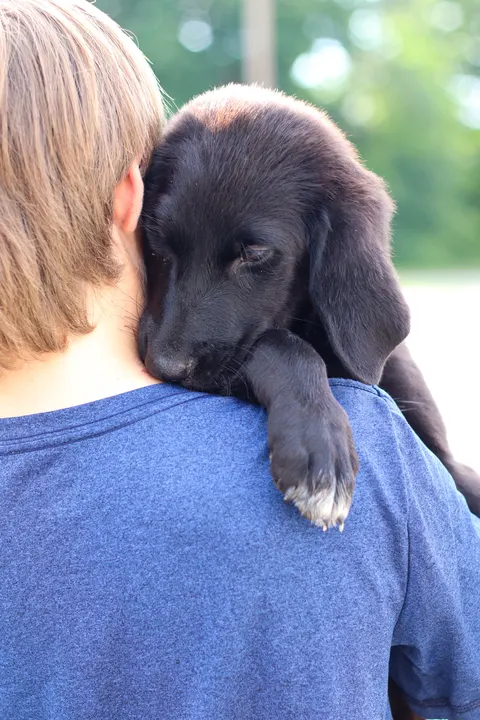 A black puppy resting its head on a boy's shoulder