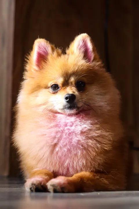 A Pomeranian sitting tall on a wooden floor