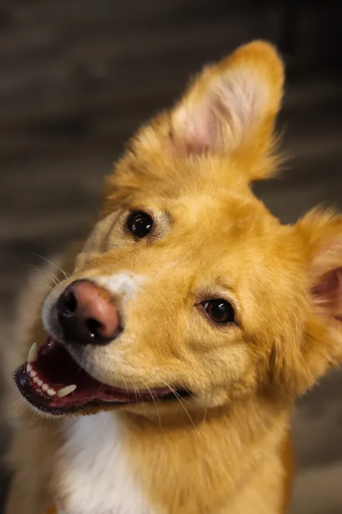 A golden dog tilting its head with a grin