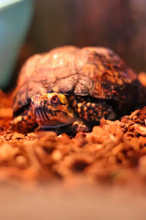 A box turtle under a red heat lamp