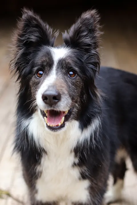 A border collie on a wooden deck, mouth open