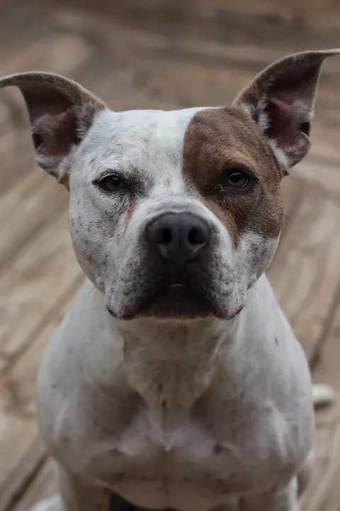 A white and brown pit bull on a deck