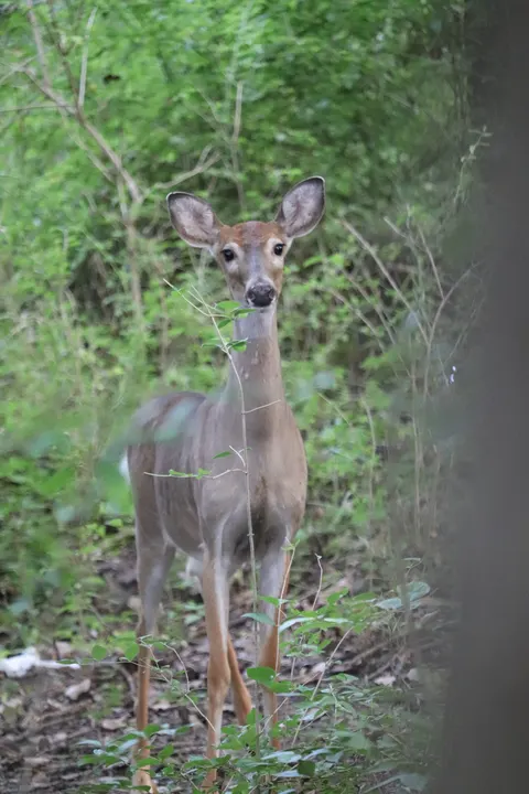 A young deer in the woods